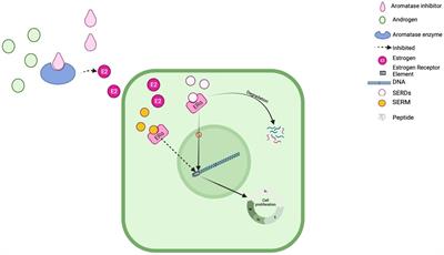 Next generation selective estrogen receptor degraders in postmenopausal women with advanced-stage hormone receptors-positive, HER2-negative breast cancer